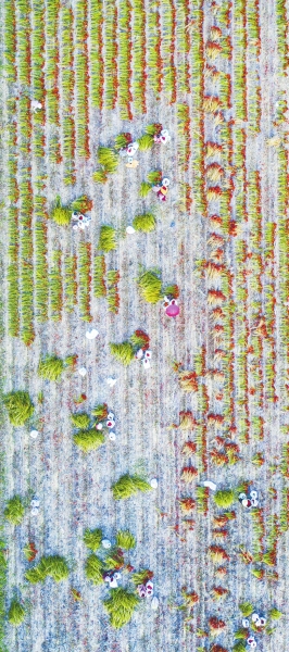 秋收辣！直擊漯河臨潁辣椒秋收，場面壯觀