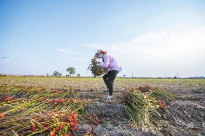 秋收辣！直擊漯河臨潁辣椒秋收，場面壯觀