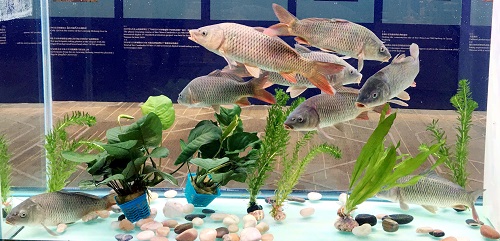 鯉魚無處不在！它的強(qiáng)大適應(yīng)能力從哪兒來？