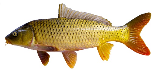 鯉魚無處不在！它的強(qiáng)大適應(yīng)能力從哪兒來？