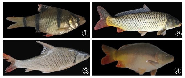 鯉魚無處不在！它的強(qiáng)大適應(yīng)能力從哪兒來？