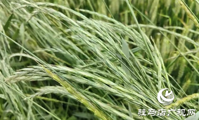 華夏種植合作社成功召開(kāi)多花黑麥草除草培訓(xùn)會(huì)