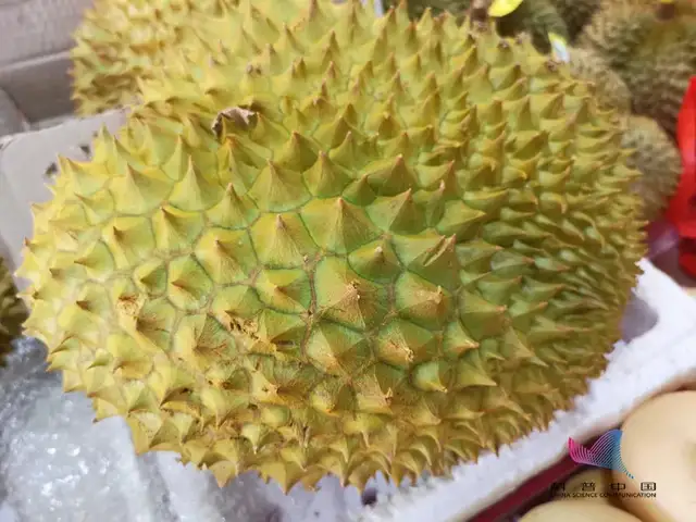 臭豆腐、螺螄粉、榴蓮…這些食物為什么那么臭？很多人還愛(ài)吃？