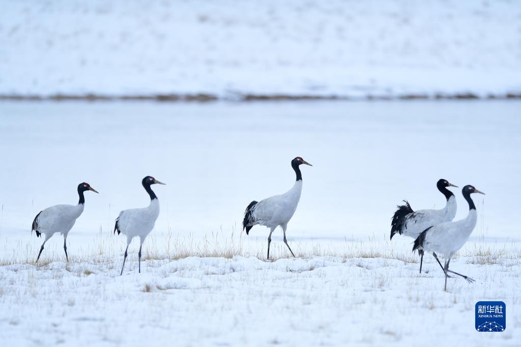 大河奔涌，奏響新時代澎湃樂章——習近平總書記考察黃河入海口并主持召開深入推動黃河流域生態(tài)保護和高質(zhì)量發(fā)展座談會紀實