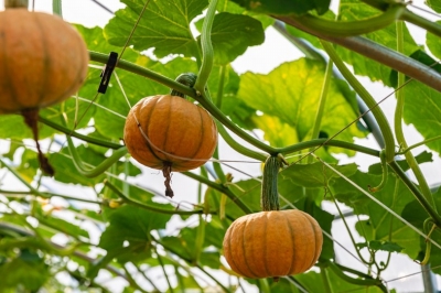 種業(yè)博覽會(huì)看上的瓜果蔬菜 走，隔壁地里有現(xiàn)貨