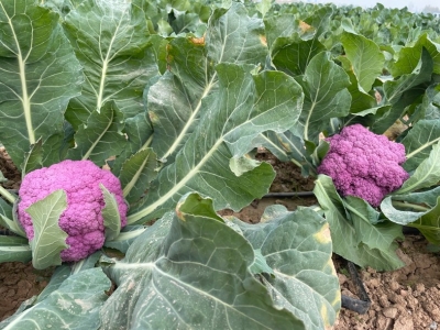 種業(yè)博覽會(huì)看上的瓜果蔬菜 走，隔壁地里有現(xiàn)貨