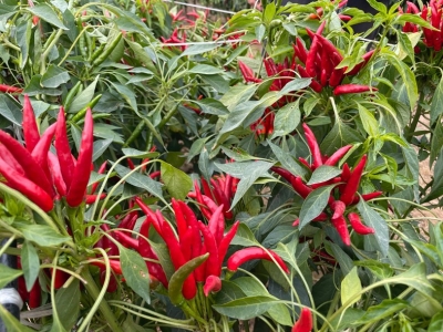 種業(yè)博覽會(huì)看上的瓜果蔬菜 走，隔壁地里有現(xiàn)貨