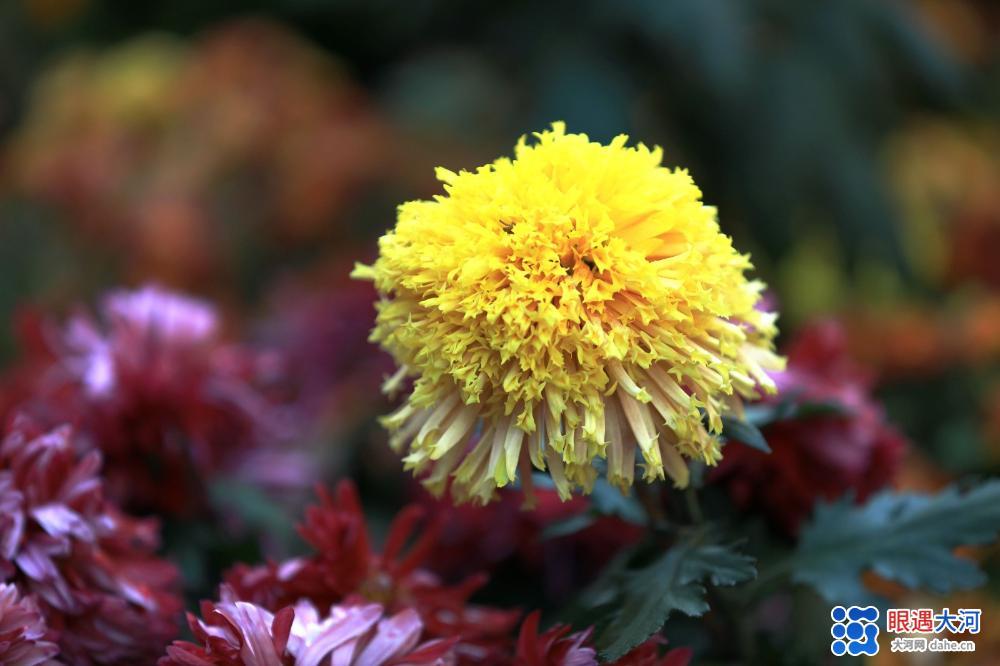 金菊吐芳爭(zhēng)艷，深得眾人喜愛
