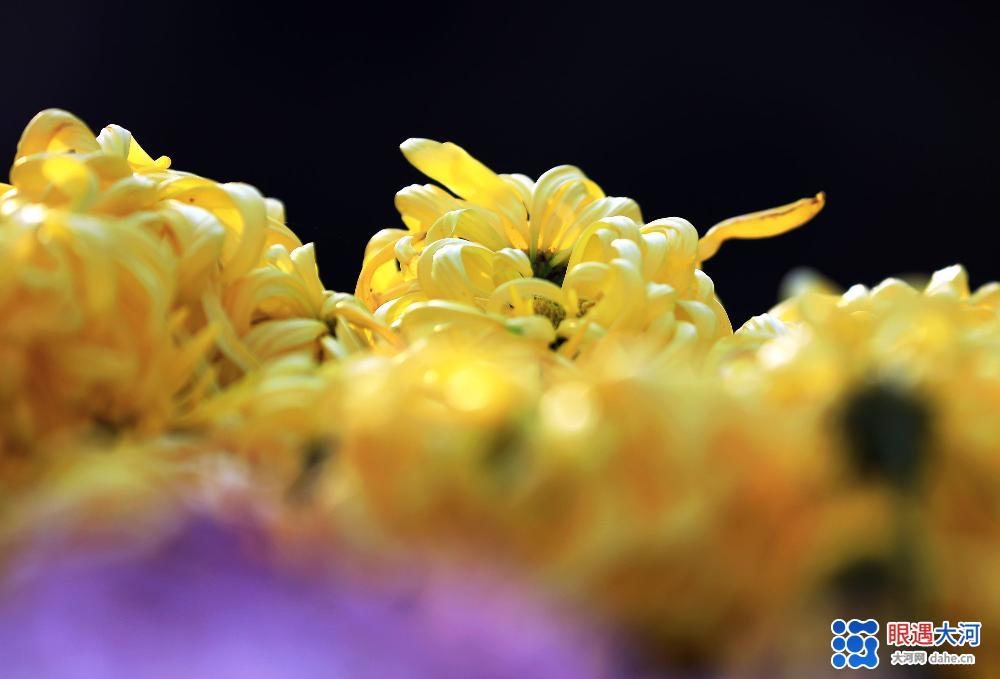 金菊吐芳爭(zhēng)艷，深得眾人喜愛