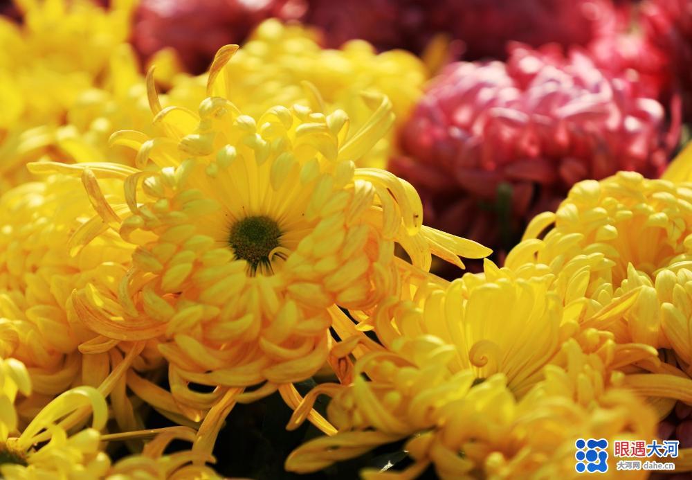 金菊吐芳爭(zhēng)艷，深得眾人喜愛