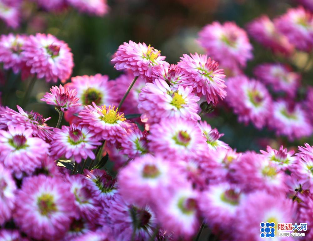 金菊吐芳爭(zhēng)艷，深得眾人喜愛