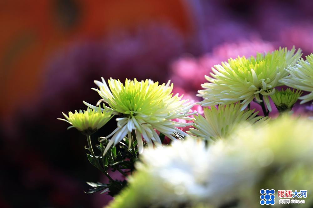 金菊吐芳爭(zhēng)艷，深得眾人喜愛