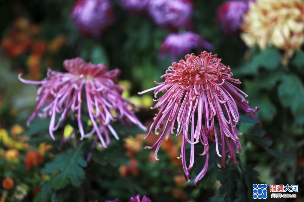 金菊吐芳爭(zhēng)艷，深得眾人喜愛