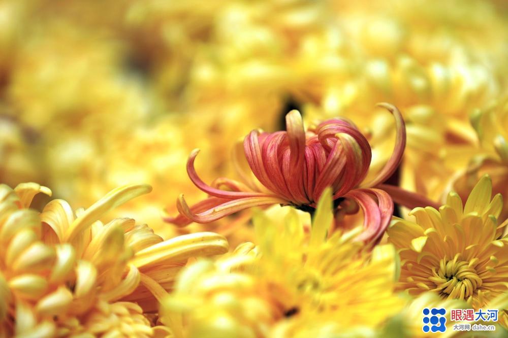 金菊吐芳爭(zhēng)艷，深得眾人喜愛