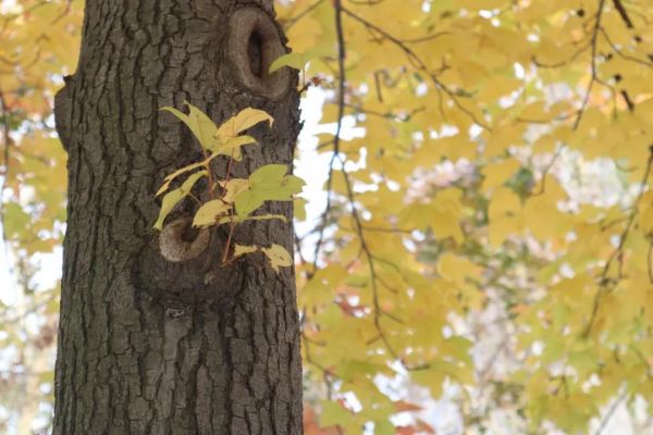 喜報(bào)！黃淮學(xué)院獲批 &ldquo;河南省碩士學(xué)位授予重點(diǎn)立項(xiàng)建設(shè)單位&rdquo;