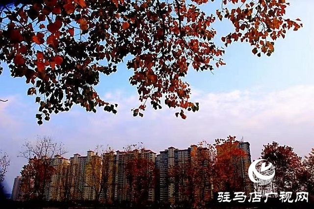 冬日初始時(shí) 暖陽(yáng)耀天中