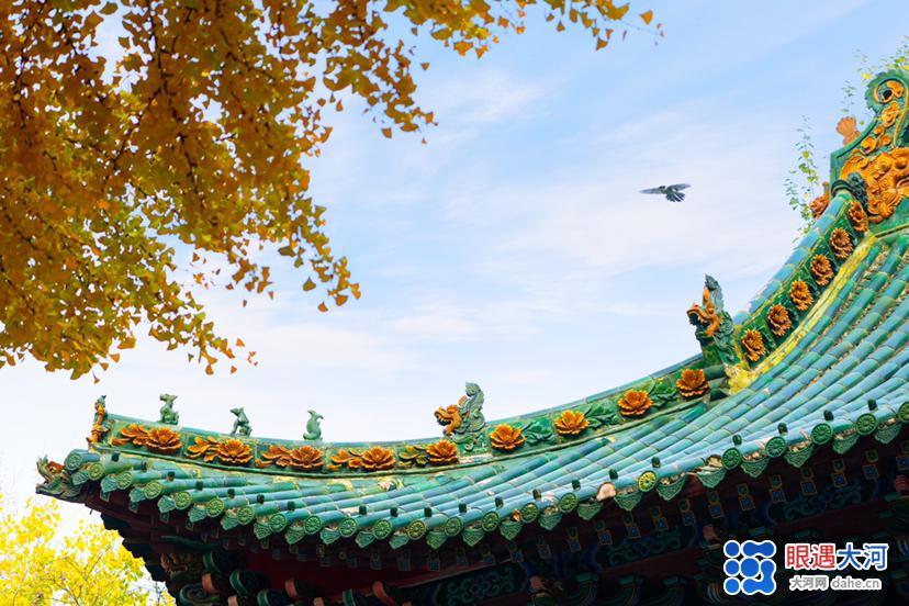 初冬銀杏美，滿樹金黃醉游人