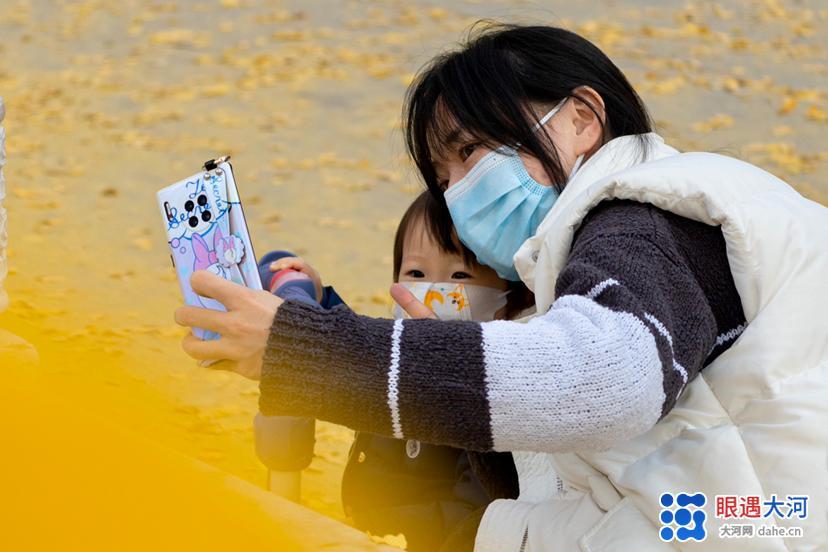 初冬銀杏美，滿樹金黃醉游人