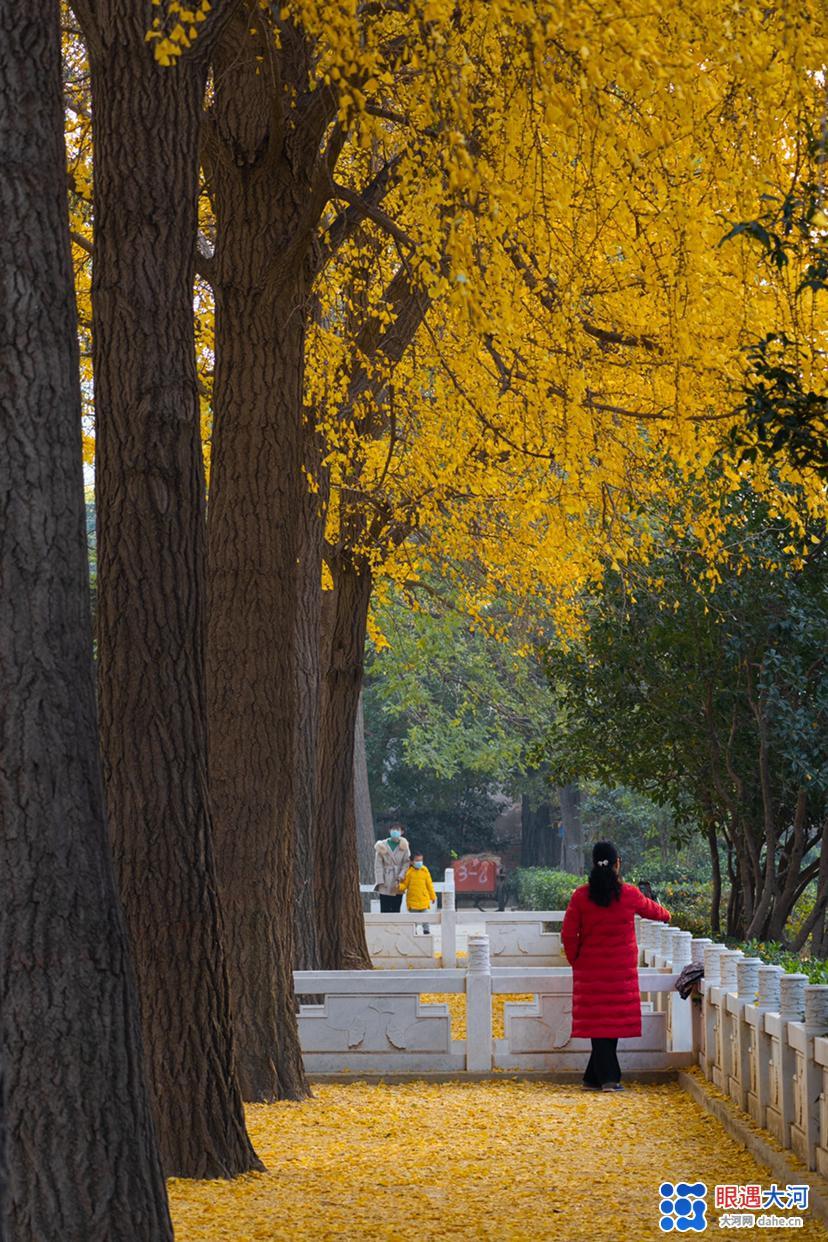 初冬銀杏美，滿樹金黃醉游人