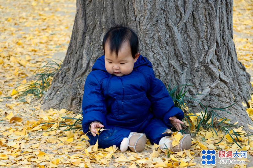 初冬銀杏美，滿樹金黃醉游人