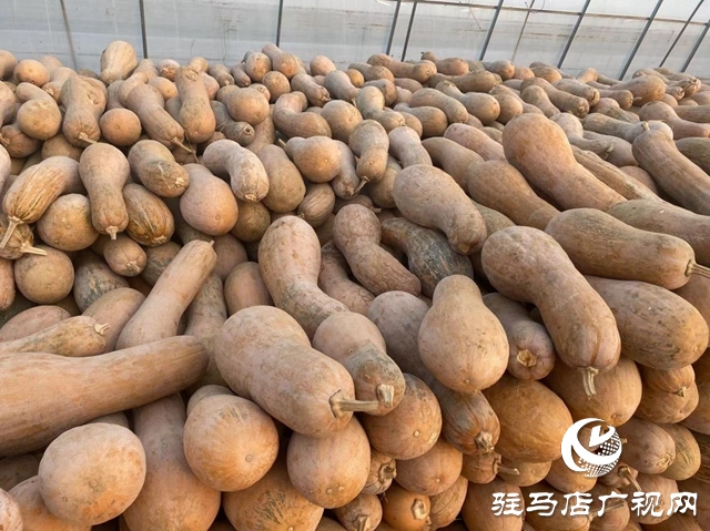 確山雙河鎮(zhèn):瓜肥菜綠番茄紅 產(chǎn)業(yè)拓寬致富路