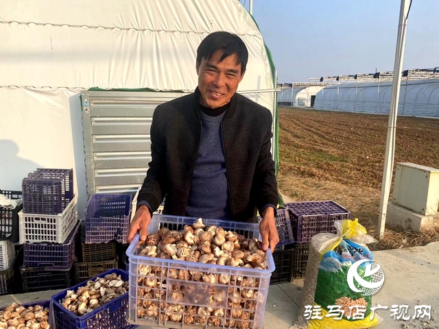 確山雙河鎮(zhèn):瓜肥菜綠番茄紅 產(chǎn)業(yè)拓寬致富路