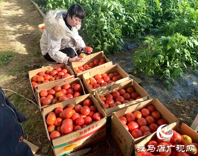 確山雙河鎮(zhèn):瓜肥菜綠番茄紅 產(chǎn)業(yè)拓寬致富路