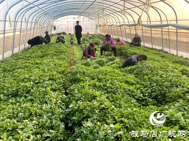 確山雙河鎮(zhèn):瓜肥菜綠番茄紅 產(chǎn)業(yè)拓寬致富路