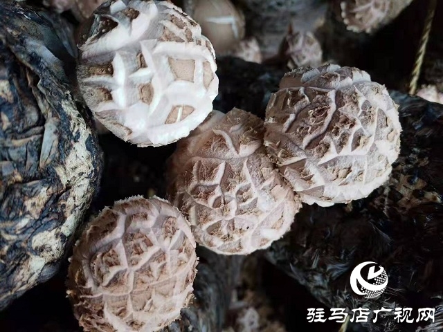 香菇種植鼓了錢袋子 富了新生活