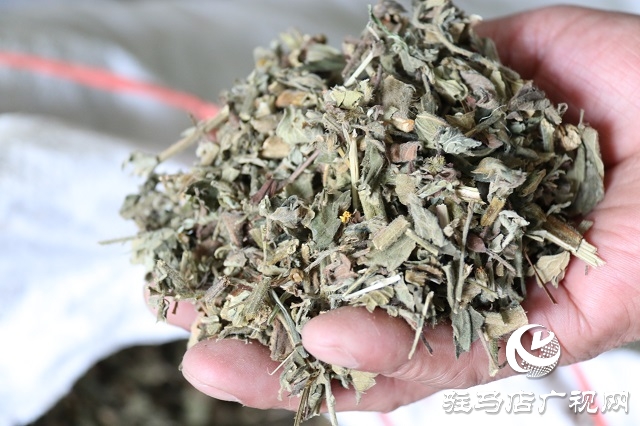 駐馬店:藥材資源得天獨(dú)厚 加力中國(guó)“藥谷”建設(shè)