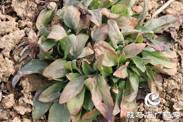 駐馬店:藥材資源得天獨(dú)厚 加力中國(guó)“藥谷”建設(shè)