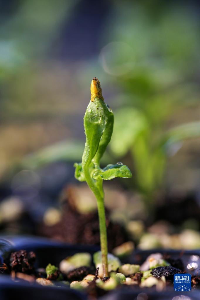 節(jié)氣里的中國丨雨水日:拂水驚梅中迎來春天