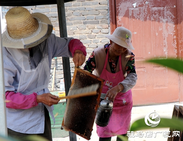 蜂農(nóng)安建國：經(jīng)營&ldquo;甜蜜&rdquo;事業(yè) 釀造&ldquo;幸福生活&rdquo; 