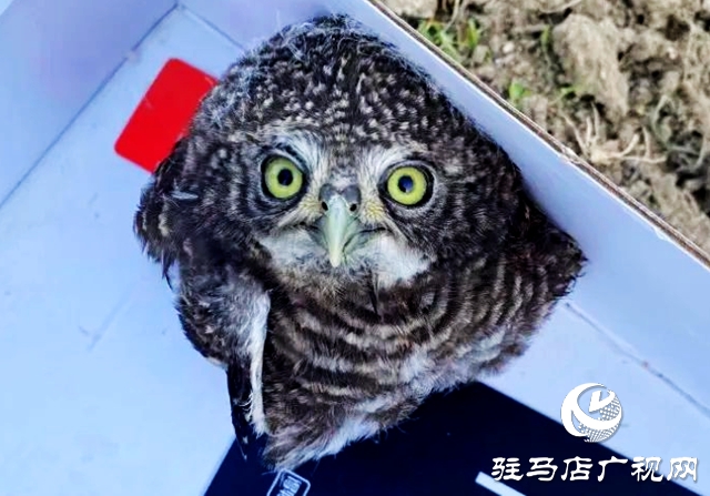 平輿縣:警民接力救助受傷貓頭鷹幼崽