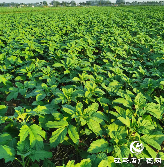 駐馬店市農(nóng)科院發(fā)布夏芝麻苗期田間管理指導意見