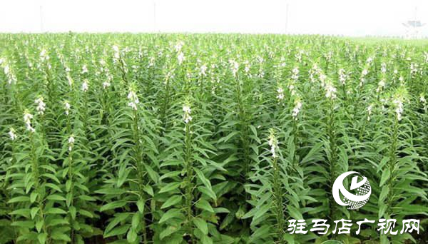 河南駐研種業(yè):芝麻產(chǎn)業(yè)“節(jié)節(jié)高”