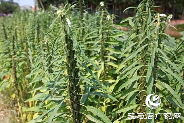 河南駐研種業(yè):芝麻產(chǎn)業(yè)“節(jié)節(jié)高”