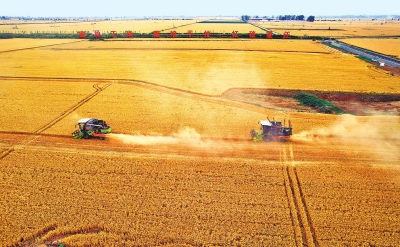 扎實(shí)推進(jìn) 兩穩(wěn)一保丨產(chǎn)量高 質(zhì)量高 價(jià)格高 今年河南新麥表現(xiàn)“優(yōu)秀”