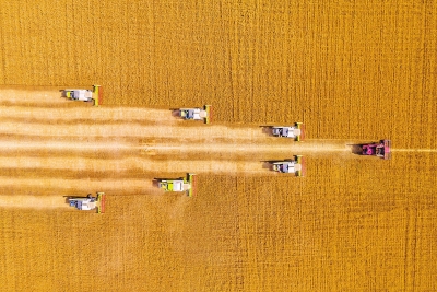 河南大部分地區(qū)小麥平均畝產(chǎn)超千斤 平均收購價1.53元斤