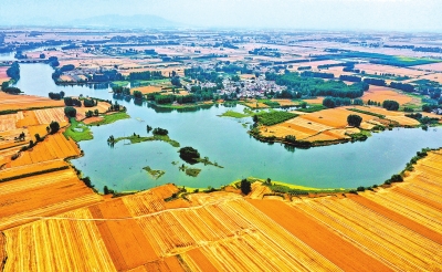 駐馬店夏糧喜迎&ldquo;十九連豐&rdquo; 糧豐農(nóng)穩(wěn)的&ldquo;金色&rdquo;答卷