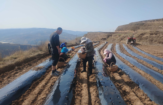 科技增加&ldquo;造血能力&rdquo; 莊浪梯田里長(zhǎng)出&ldquo;南開(kāi)苗&rdquo;