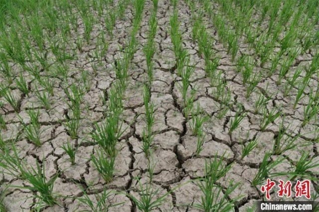 多地旱情引關(guān)注，會引發(fā)糧價、菜價上漲嗎？