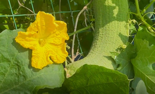 處暑話農(nóng)耕：處暑至 秋意涼 準(zhǔn)備好和夏天說(shuō)再見(jiàn)了嗎？