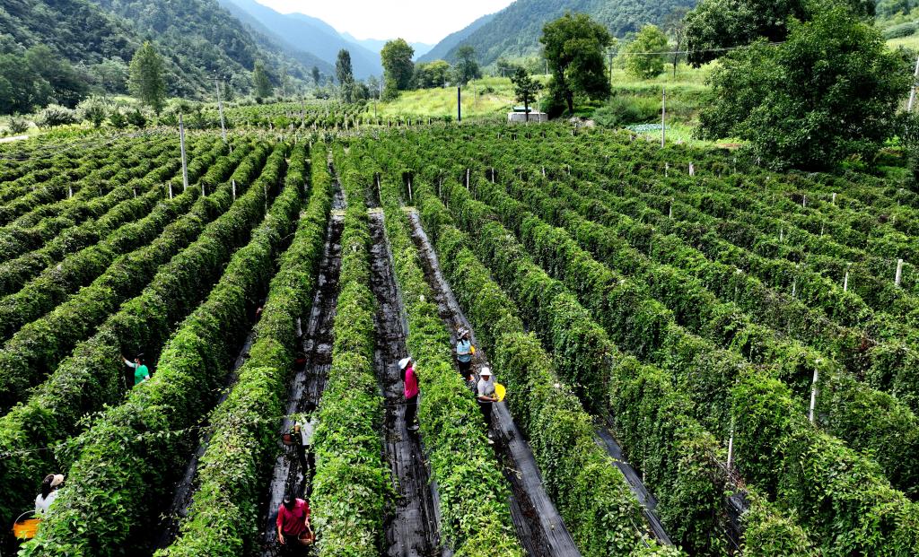 節(jié)氣里的中國丨處暑:最好新秋時