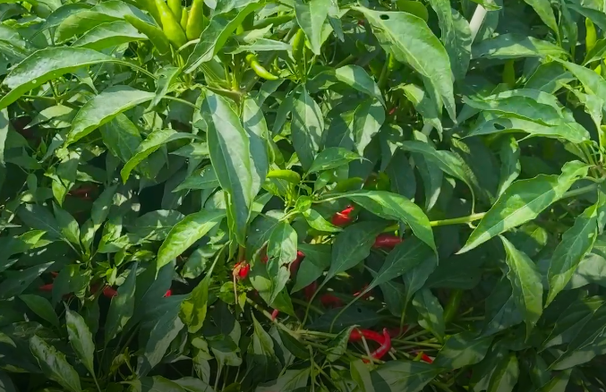 處暑話農(nóng)耕：處暑至 秋意涼 準(zhǔn)備好和夏天說(shuō)再見(jiàn)了嗎？