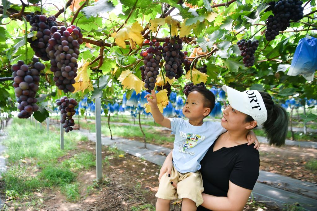 節(jié)氣里的中國丨處暑:最好新秋時