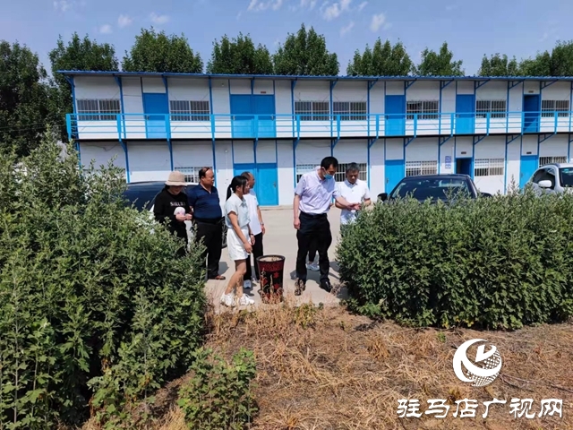 上蔡縣：艾草之花開出&ldquo;雙喜臨門&rdquo;