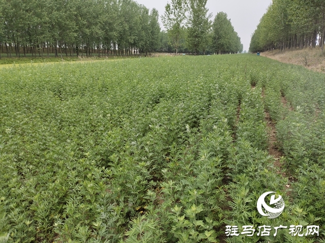 上蔡縣：艾草之花開出&ldquo;雙喜臨門&rdquo;