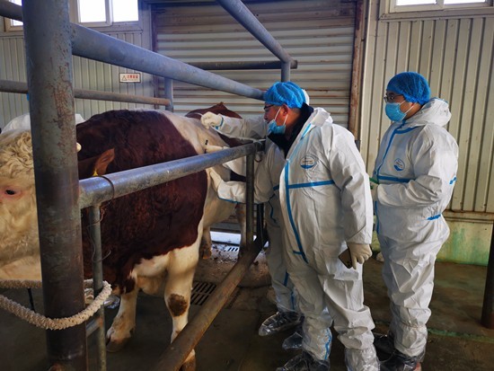 我國(guó)科學(xué)家育成自主肉牛新品種&ldquo;華西牛&rdquo; 43年堅(jiān)持育成國(guó)產(chǎn)牛