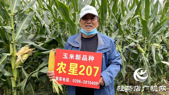 噸源種業(yè)農(nóng)星207玉米觀摩會(huì)成功召開